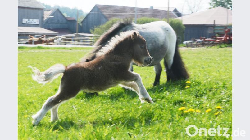 Kaum aus dem Stall kann es der kleine Wirbelwind kaum abwarten, bis er endlich toben darf. Bild: Gabi Schönberger