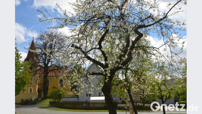 Die Pflege des Obstbaumlehrpfads rund um Kößing ist eine der Hauptaufgaben des Obst- und Gartenbauvereins Pfreimdtal in Böhmischbruck. Alljährlich werden die Bewohner im Frühling mit einer herrlichen Blütenfülle belohnt. Bild: dob