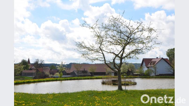 Die Pflege des Obstbaumlehrpfads rund um Kößing ist eine der Hauptaufgaben des Obst- und Gartenbauvereins Pfreimdtal in Böhmischbruck. Alljährlich werden die Bewohner im Frühling mit einer herrlichen Blütenfülle belohnt. Bild: dob