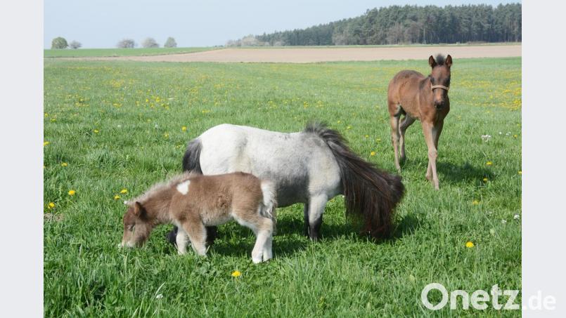 Die anderen Fohlen werfen neugierige Blicke auf Queeny und Mama Urmel. Ganz geheuer ist ihnen dieses Minipony nicht. Bild: Gabi Schönberger