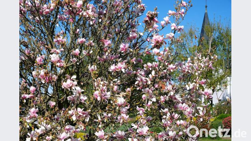 Magnolienbaum in Weiß und Rosa. Bild: do