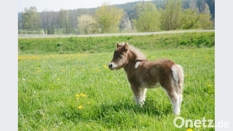 Minipony Queeny hat das &quot;Herz&quot; am rechten Fleck. Bild: Gabi Schönberger