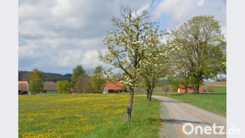 Die Pflege des Obstbaumlehrpfads rund um Kößing ist eine der Hauptaufgaben des Obst- und Gartenbauvereins Pfreimdtal in Böhmischbruck. Alljährlich werden die Bewohner im Frühling mit einer herrlichen Blütenfülle belohnt. Bild: dob