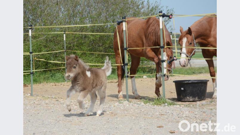 Was ist denn das? &quot;Normale&quot; Pferde können nur wenig mit dem Minipony Queeny anfangen. Es ist ihnen einfach zu klein. Bild: Gabi Schönberger