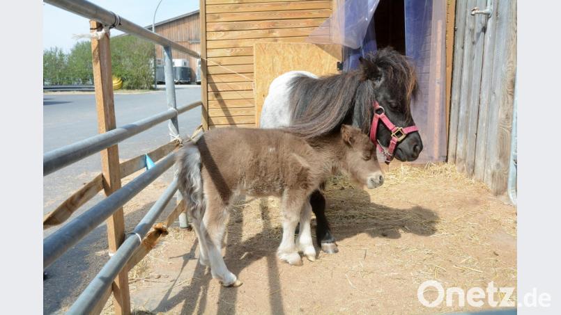 Auch mit Mama Urmel schmust das vier Wochen alte Mini-Pony gerne. Hier in Hagen bei Parkstein sind die beiden zu Hause. Bild: Gabi Schönberger