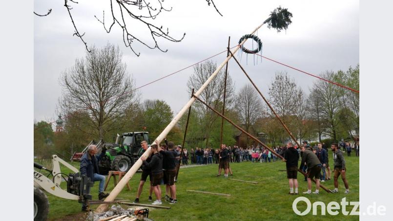 Die Festburschen erproben beim Maibaumaufstellen mit Schwalben ihre Stärke. Der Baum grüßt wegen der Straßenbauarbeiten am Tillyplatz vom idyllischen Kurpark aus. Bild: gz