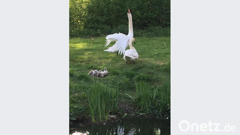Der Hals ist gereckt, die Flügel schlagen: Jetzt ist es Zeit, sich zurückzuziehen und die Schwanenfamilie in Ruhe zu lassen. Bild: ge