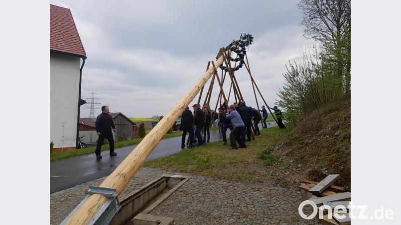 Feuerwehr Gröbenstädt und Schützenverein Gebhardsreuth stellten mit viel „Hau ruck“ und Muskelkraft unter dem Kommando von Roland Bäumler wie in alten Zeiten den Maibaum in Gebhardsreuth auf. Bild: gi