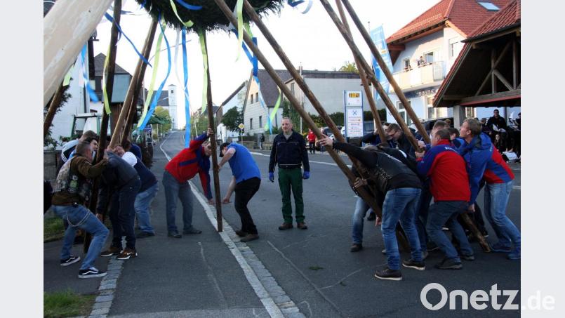 Es dauert schon ein Weilchen, bis der Baum gerade steht. In Fuchsmühl wird der Maibaum noch per Hand aufgerichtet. Bild: wro