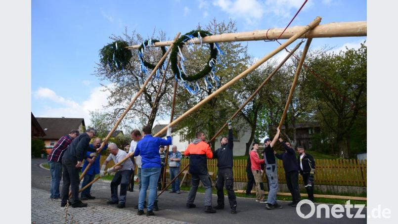 Viele Helfer wuchten den Maibaum in die Höhe. Bild: bey