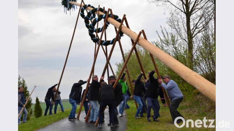 Feuerwehr Gröbenstädt und Schützenverein Gebhardsreuth stellten mit viel „Hau ruck“ und Muskelkraft unter dem Kommando von Roland Bäumler wie in alten Zeiten den Maibaum in Gebhardsreuth auf. Bild: gi