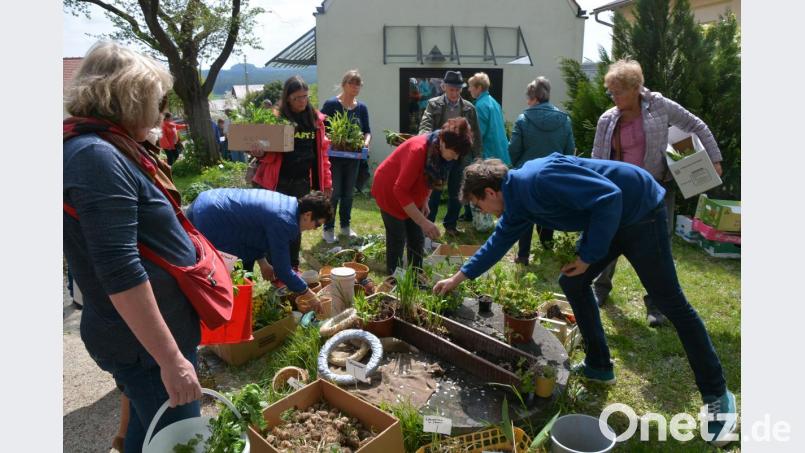 Auf großes Interesse stieß die Pflanzentauschbörse bei der Saisoneröffnung im Resl-Garten. Bild: jr