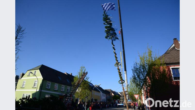 Es dauert nicht lange, bis der Maibaum sicher in der Senkrechte steht. Er hat eine stattliche Länge. Bild: bey
