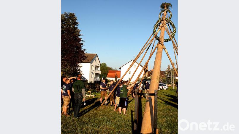 Mit Schwalben stellen die Rothenstädter den Baum in die Senkrechte. Der geschmückte Baum mit zwei Kränzen und einer aufgesetzten Spitze grüßt den Mai. Bild: R. Kreuzer