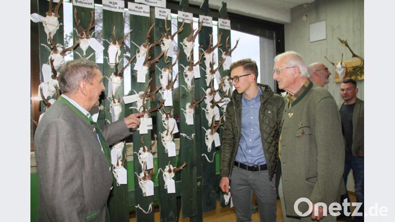 Bei der Hegeschau werden die Trophäen des vergangenen Jagdjahres präsentiert. In der Grundschule in Schönsee begutachten Hegegemeinschaftsleiter Michael Ebnet (links) und Ehren-Kreisjagdberater Herbert Krauthan (rechts) die Gehörne zusammen mit Jungjäger Martin Paa. Er hatte im Vorjahr im Alter von 17 Jahren seinen Jagdschein gemacht. Bild: frd