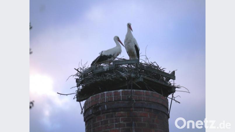 Storch große Liebe gefunden Bild: gis