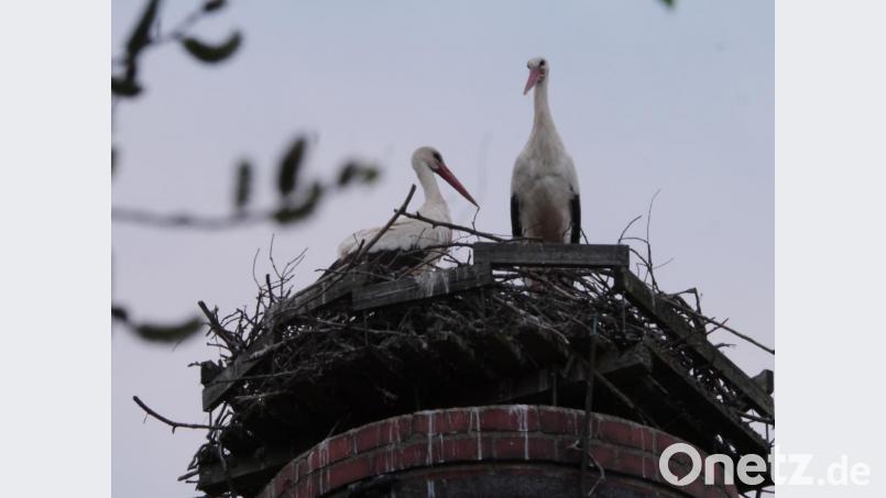 erstmals Störche Bild: gis