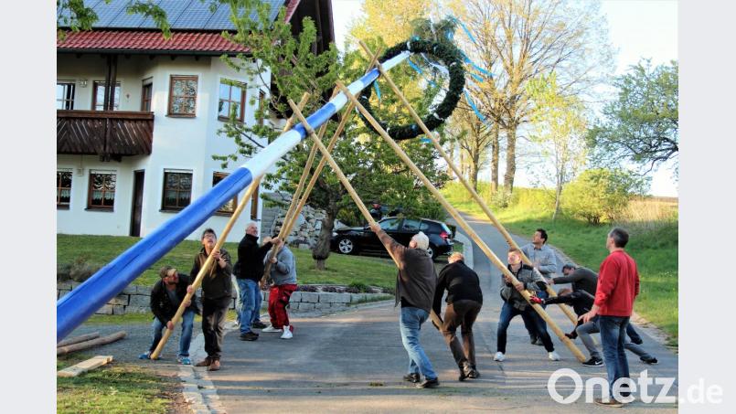 Mit Muskelkraft hoben die Kuchenreuther ihren Maibaum nach oben. Bild: stg