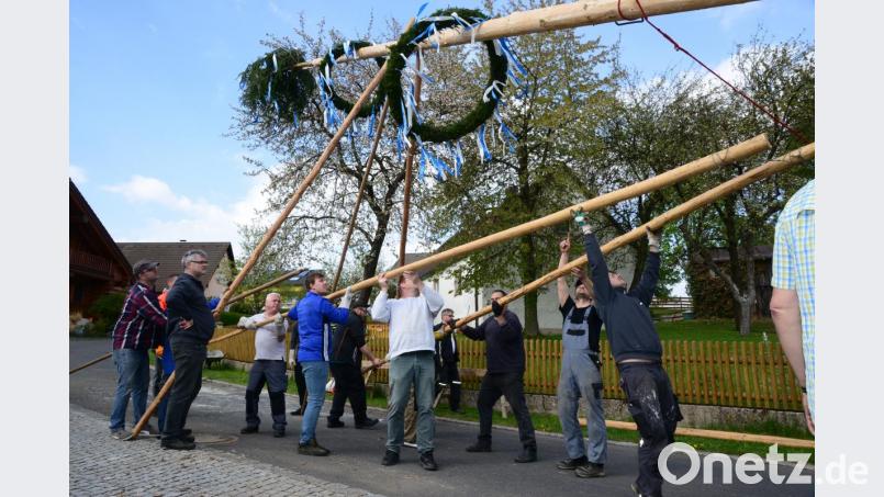 Viele Helfer wuchten den Maibaum in die Höhe. Bild: bey