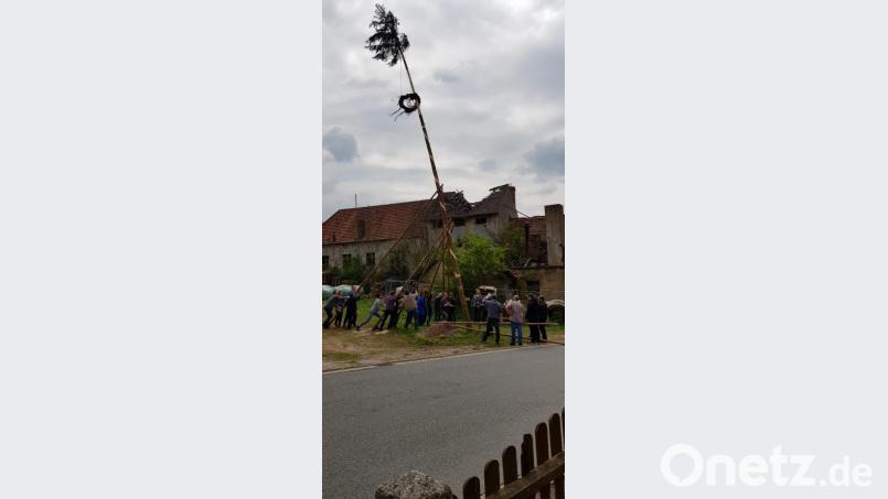 Aufstellen des Maibaumes mit &quot;Schwalben&quot;-Einsatz auf dem „Brennhof“ der früheren Brauerei. Bild: exb/Matthias Friedl