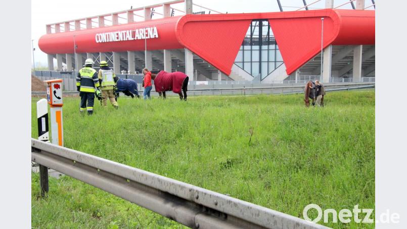 Bis zum Eintreffen des Ersatztransporters werden die Tiere auf dem Seitenstreifen spazierengeführt, um sie etwas zu beruhigen. Bild: Alexander Auer