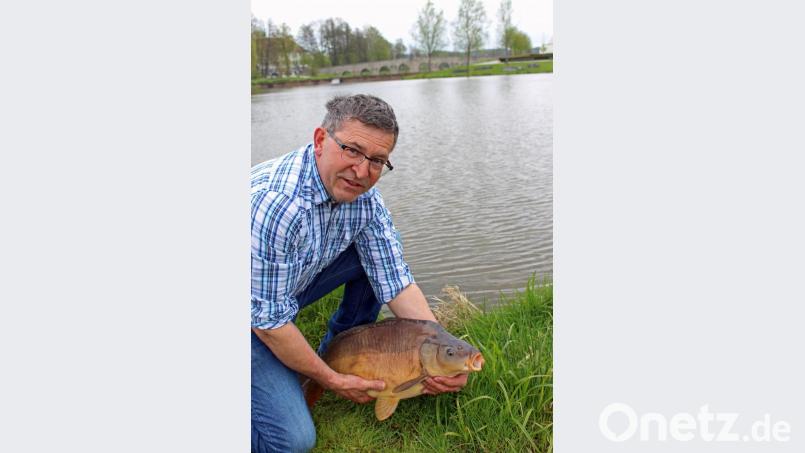 MQ-Mitarbeiter Hans Enslein freut sich, Karpfendame Gundula am Tirschenreuther Stadtteich in die Freiheit entlassen zu können. Bild: Stadt Tirschenreuth