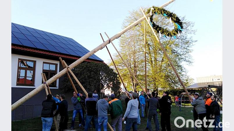 Mit Muskelkraft hieven die starken Männer den Baum empor. Bild: zer