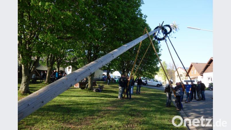 Drei Schwalbenpaare genügten, um den frisch geschmückten Maibaum für Frankenreuth sicher in die Höhe zu bringen. Bild: fjo