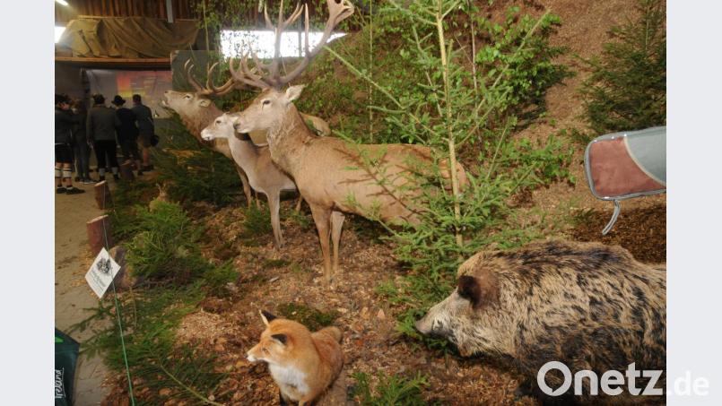 Das Wild stand im Mittelpunkt – ein Groß-Diorama verdeutlichte das in der Ausstellungshalle auf Gut Heringnohe bei Vilseck. Bild: ge