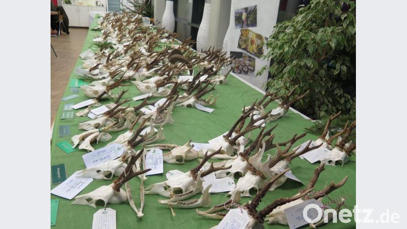 Genau betrachtet und fachmännisch kommentiert wird die Hegeschau von den Jagdgenossen des Kemnather Jagdverbandes. Bild: jzk