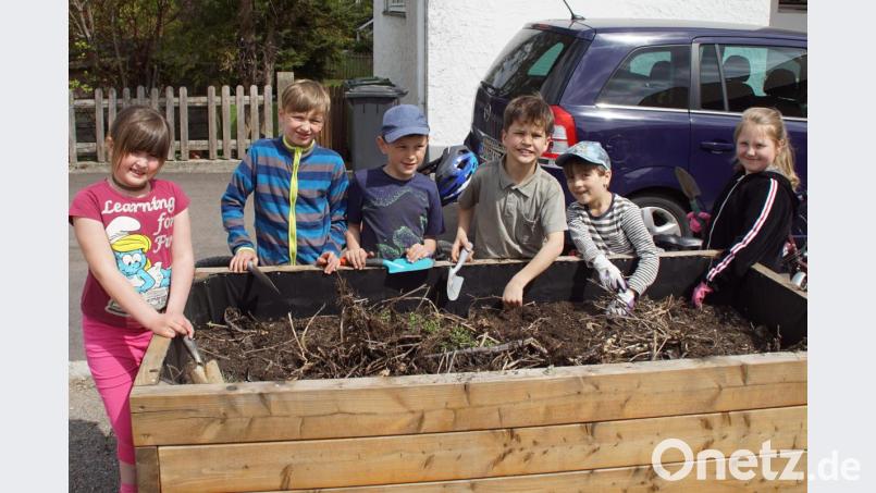 In eines der Hochbeete wurde Samen für rankende Blumen gestreut und im anderen Kartoffel gesteckt. Dort können die Buben und Mädchen vom “Club Natur” in den kommenden Wochen das Wachsen des Kartoffelkrauts verfolgen. Schon jetzt sind alle auf die Ernte der Knollen im Herbst gespannt. Bild: mmj