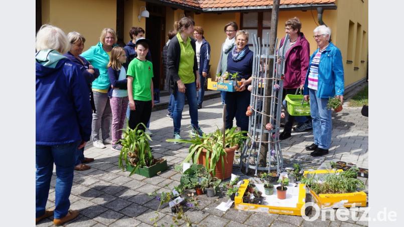 Die Pflanzentauschbörse des Gartenbauvereins war wieder ein voller Erfolg. Zweite Vorsitzende Anita Graßl (Dritte von rechts) gab den zahlreichen Gästen wertvolle Tipps. Bild: weu