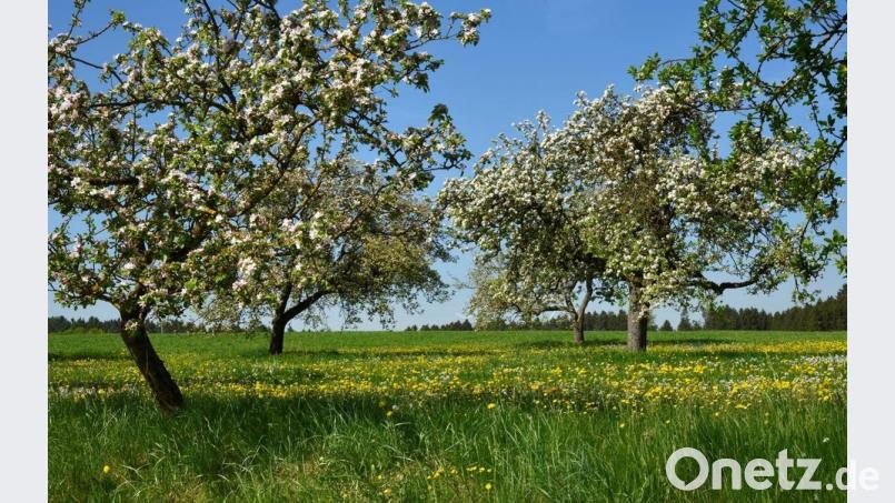 Die Blüten der Apfelbäume leuchten, wenn die Sonne scheint. Bild: Moser