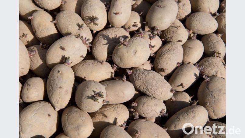 Vorgekeimte Kartoffeln liegen in einer Kiste. Foto: Julian Stratenschulte/Archivbild Bild: Julian Stratenschulte