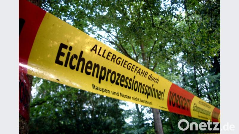 Er ist ein Plage und vor allem sehr gefährlich. Demnächst tritt der Eichenprozessionsspinner wieder in sein drittes Larvenstadium ein und wird richtig gefährlich für Mensch und Tier. Über die Behandlung der Hinterlassenschaften der brandgefährlichen Motto gibt es jetzt eine Diskussion. Symbolbild: Alexander Unger