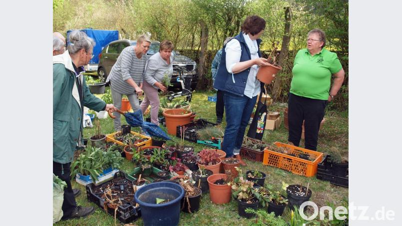 Groß war die Auswahl bei der Pflanzenbörse des Obst- und Gartenbauvereins. Da hatten die Gartenfreunde die Qual der Wahl. Bild: sön