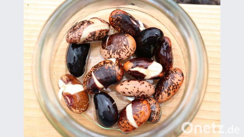 Katharina Hage hat für die Kinder vorgekeimte Bohnensamen mitgebracht, damit sie sehen können, wie aus einer Bohne eine Pflanze wird. Bild: rpp