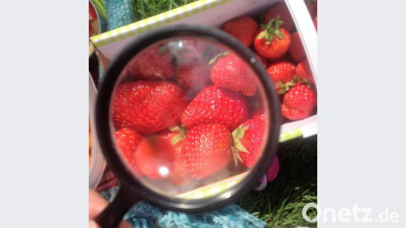 &quot;Meine Mutter liebt frisches Obst. Deshalb bringe ich ihr zum Muttertag Erdbeeren in zwei Varianten mit: ein Körbchen gleich zum Essen und einen bepflanzten Hängetopf für ihre Terrasse&quot;, schildert Martin Sauerlach. Bild: mvs