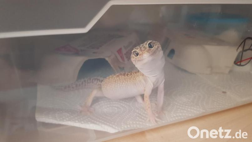 Leopardgecko Hurricane musste ein paar Wochen in einer Quarantänebox wohnen. Nur so kann sichergestellt werden, dass er auch gesund ist und in ein Terrarium mit anderen Geckos kann. Bild: Kerstin Fischer