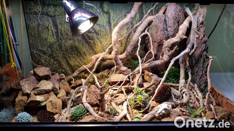 So sieht ein richtig eingerichtetes Terrarium aus. Auch, wenn die Leopardgeckos nicht zwingend eine UV Lampe brauchen, sollte trotzdem für ausreichend Wärme gesorgt werden. Bild: Kerstin Fischer