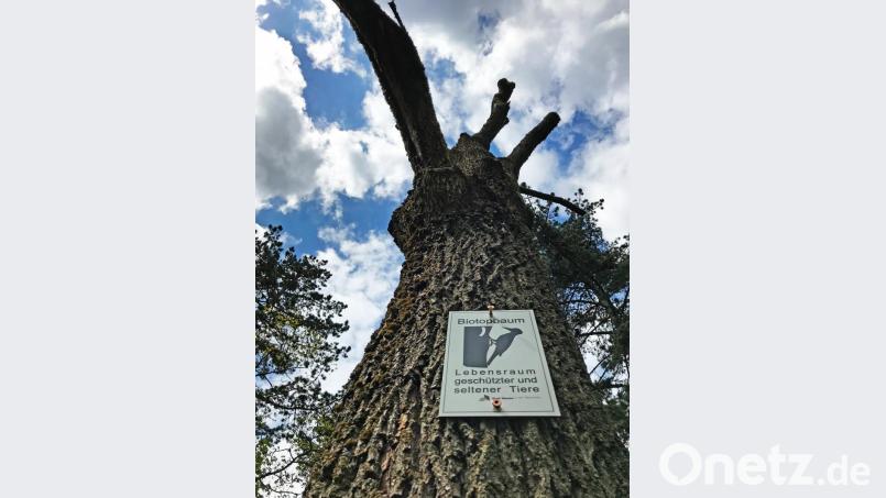 Ein Totholz-Baum, aber für viele Lebewesen noch ein idealer Lebensraum. Bild: Gabi Schönberger