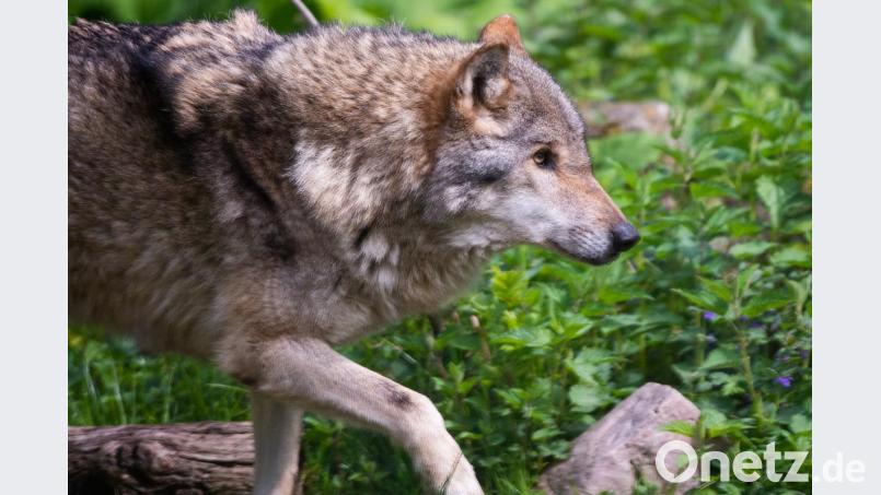 Ein Wolf läuft über eine Wiese. Archivbild: Christophe Gateau
