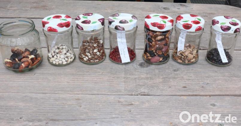 Die Kinder haben für ihre Samentüten unterschiedliche Bohnensamen zur Auswahl. Sie staunen über die unterschiedlichen Farben und Formen. Bild: rpp