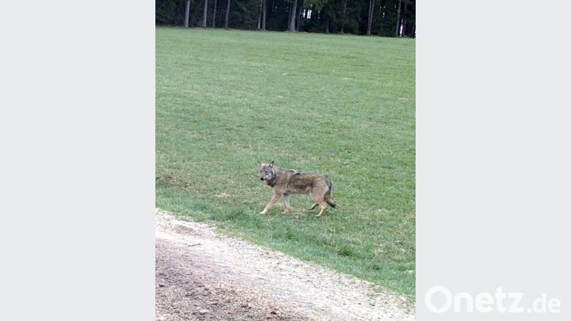 Zwischen Marktredwitz und Wunsiedel ist ein Wolf in eine Fotofalle getappt. Ob es sich um einen Rüden oder eine Fähe handelt ist nicht klar. Experten gehen davon aus, dass das Tier auf der Durchreise ist. Bild: exb