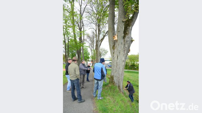 Bürgermeister Rainer Rewitzer (rechts) prüft, wie weit seine Hand in den hohlen Stamm hineinreicht. Bild: bey
