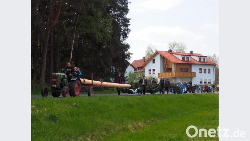 Der Kinder-Maibaum und der große Maibaum werden zum Aufstellen an den Festplatz transportiert. Bild: exb