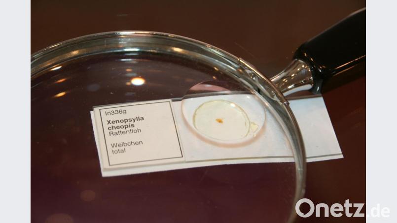 Dieses kleine Tierchen brachte vielen Menschen Leid und Tod. Der Rattenfloh übertrug die Pest. Dieser hier stammt aus einem medizinhistorischen Institut und tut niemandem mehr etwas zuleide. Er kann sicher hinter Glas besichtigt werden. Bild: Susanne Götte