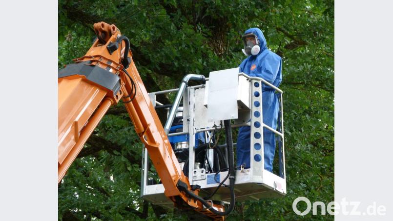 Gut geschützt ist ein Arbeiter damit beschäftigt, die Nester der Schmetterlingsraupen mit einem Spezialsauger einzusagen. Bild: lep