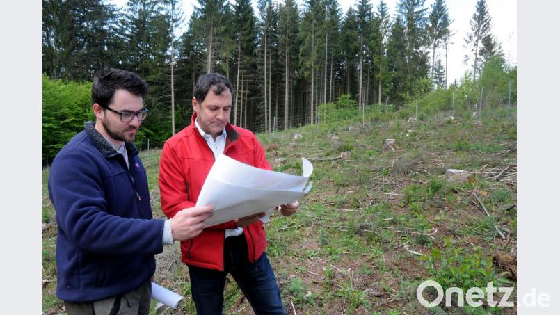 Forstreferendar Florian Schramm und Betriebsleiter Rudi Zwicknagl stehen zwischen Libanonzedern-Setzlingen. Bild: Stephan Huber