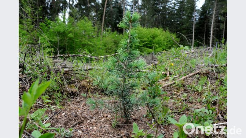 Der prognostizierte Klimawandel stellt neue Herausforderungen an die Forstwirtschaft. Es werden neue Baumarten gepflanzt, die besser mit langer Trockenheit und wenig Niederschlag zurechtkommen. Zum Beispiel die Libanon- oder Atlaszeder. Bild: Stephan Huber